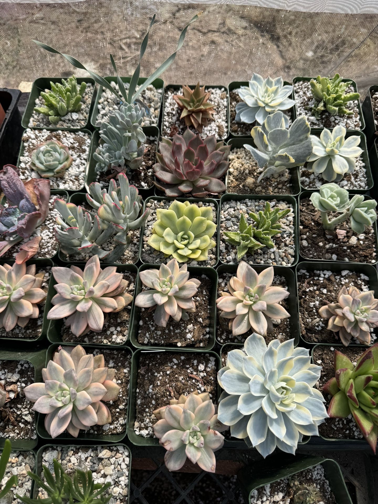 Succulents