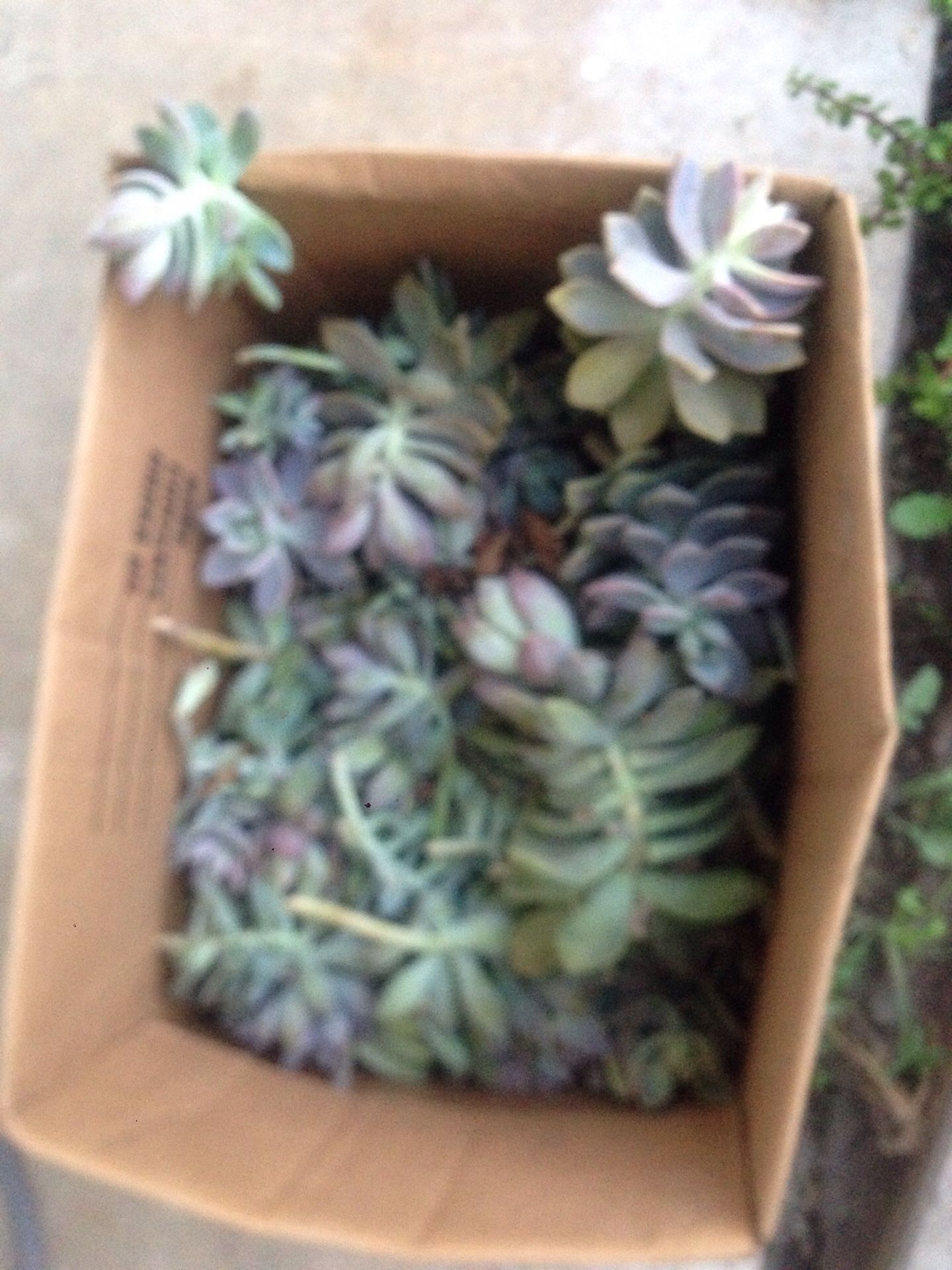 Free succulent cuttings got a few more