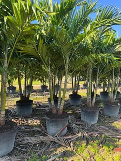 Cristmas Palm disponible double y triple 250$ deliver isntall