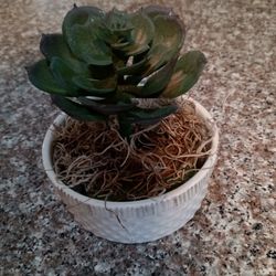 Decorative, Artificial, Plant, Plants, Succulent 