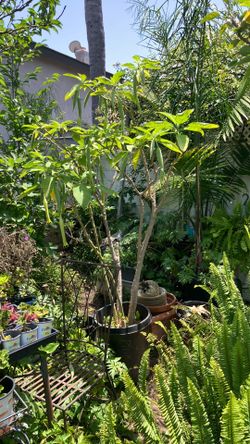 Ready to bloom this week, pink angel trumpet tree