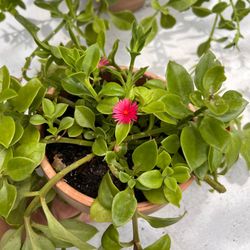 Baby Sun  Rose in Terra cotta pots