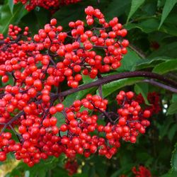 Red Elderberry (Sambucus racemosa) – Pacific Northwest Native - 1 Gallon