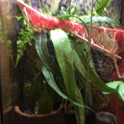 Anole Lizard & Tank W/ Decor