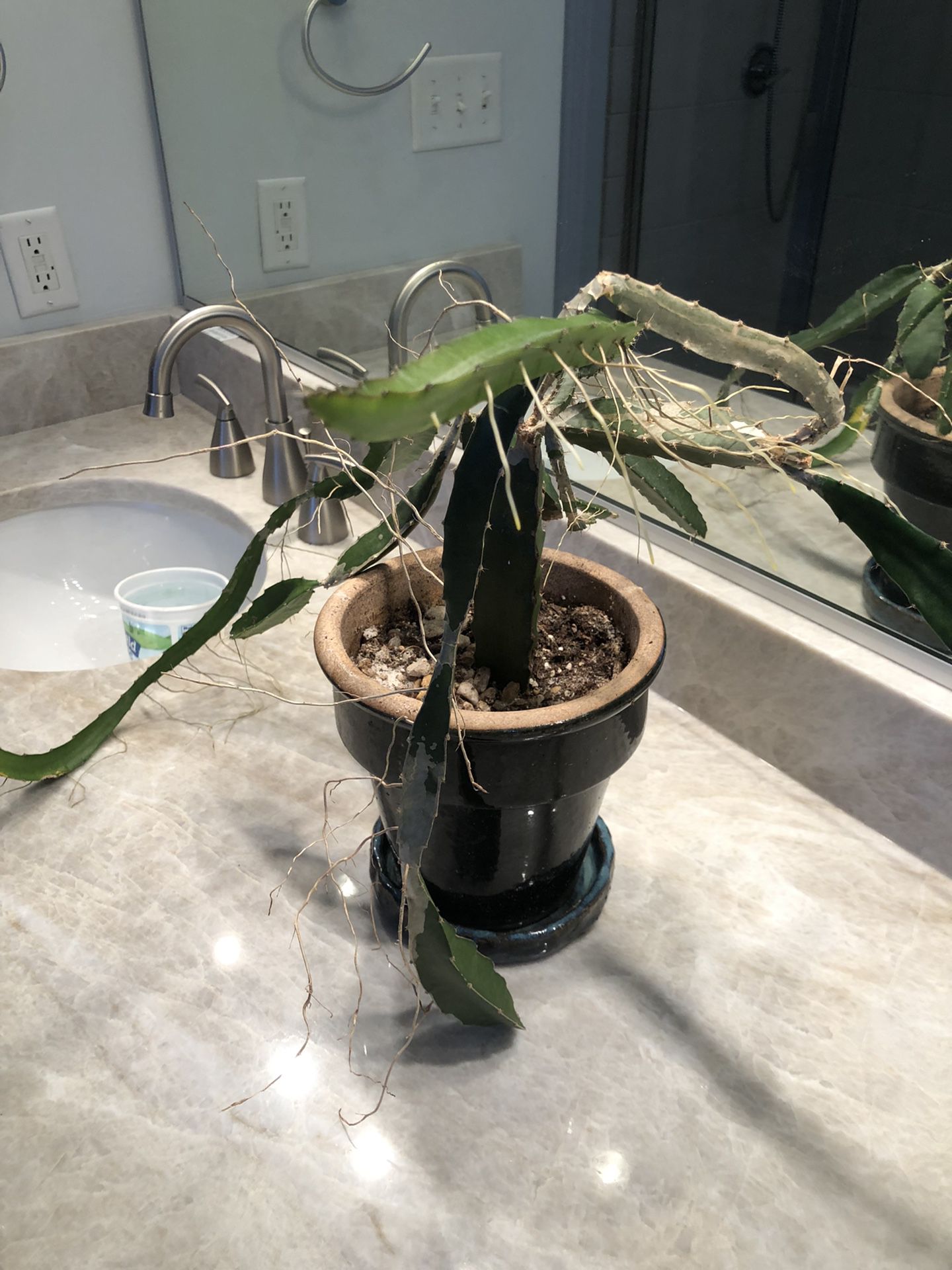 Cactus Plant Ceramic Pot