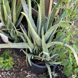 So Many Different Items Available For Sale