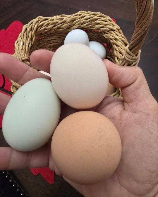 Fresh Eggs
