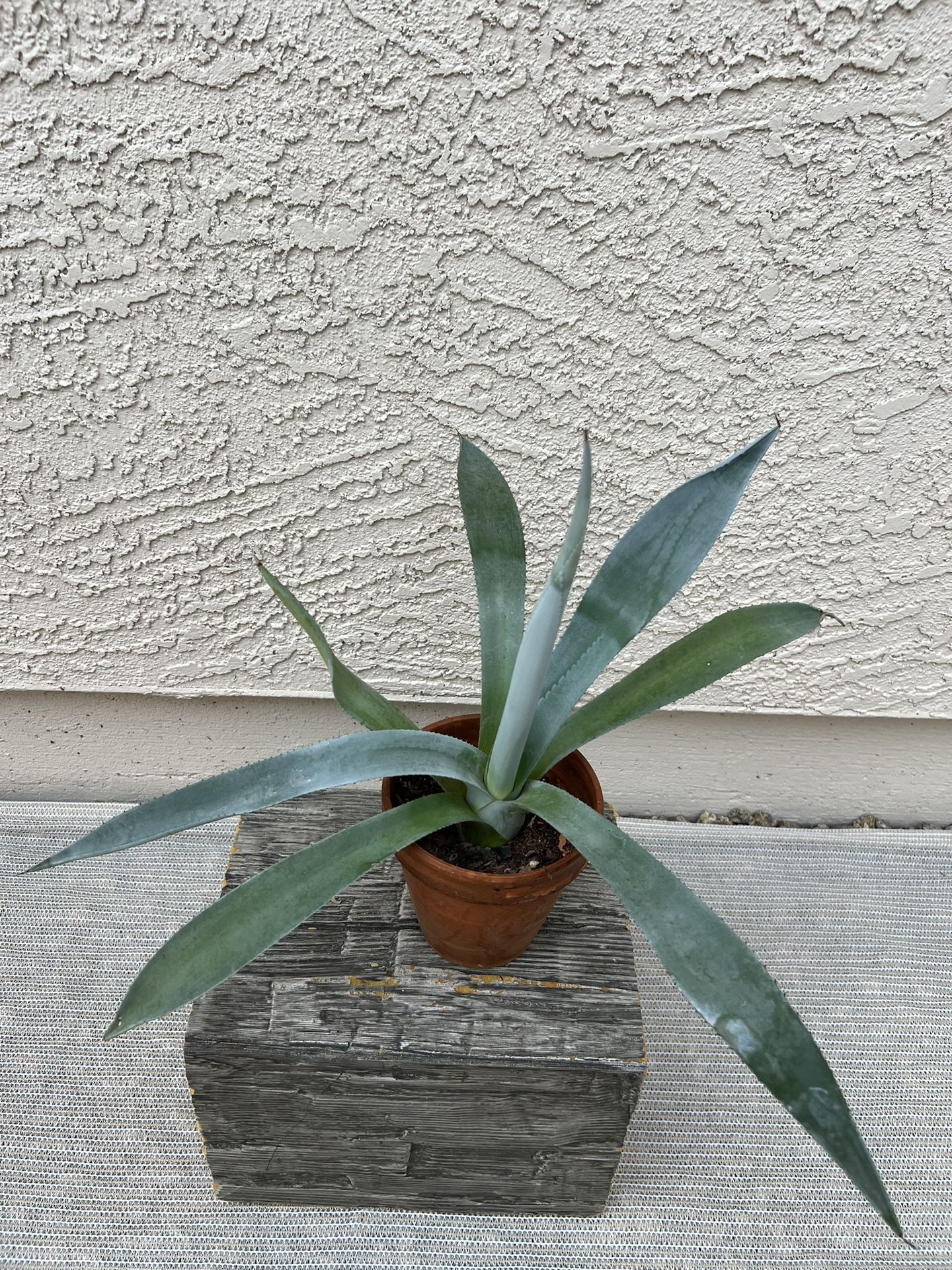 Agave Plant 
