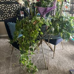 Dining Table & Chairs