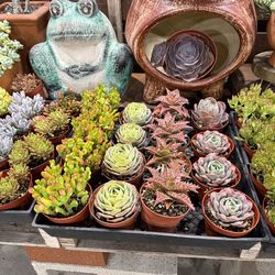 Boutique Succulent and Cactus Shop in West Covina