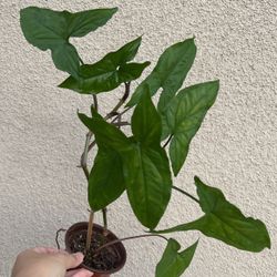 Beautiful Syngonium Plant