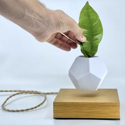 Flyte - Lyfe Levitating Planter. White with Walnut Base. Excellent  Condition. for Sale in Miami, FL - OfferUp