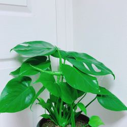 Monstera Deliciosa Plants - 8” Nursery Container - Indoor Plant