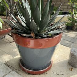 Agave Blue Glow with 3 pots