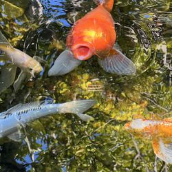 Pond And Fountain Service 