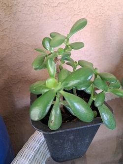 Planta De Jade 