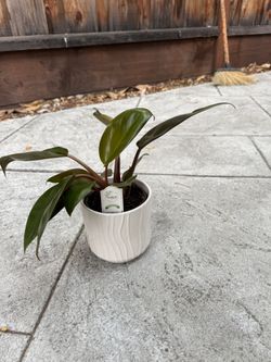 Philodendron Plant With Pot