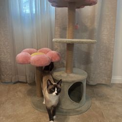 Cat Scratch Post 