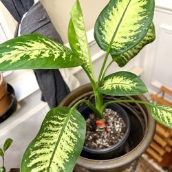 Large Dieffenbachia Plant For Sale