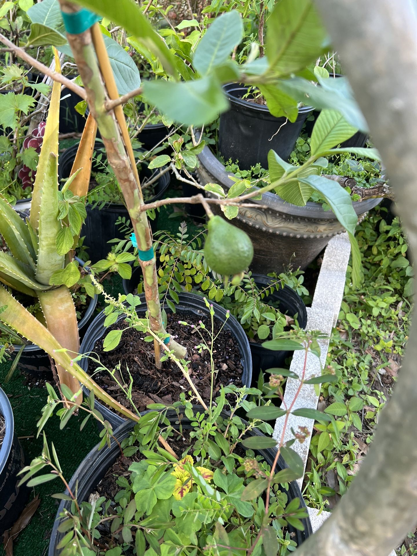 Guava Tree With Fruit (white)