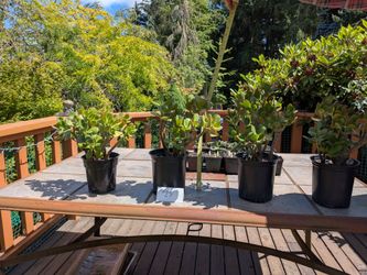 Beautiful Jades from San Diego for sale