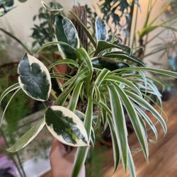 Mounted Spider Plant And Hoya Krimson Queen