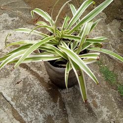 Spider Plants