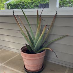 Aloe Plant