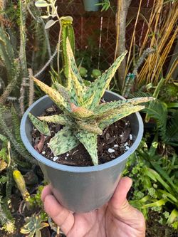 Aloe 'Pink Blush' Succulent
