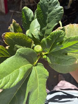 Live fig tree in container big size Higo grande
