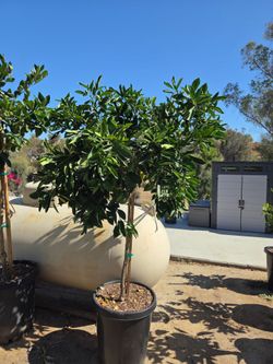 $250 mature Navel Orange tree 🍊 with lots of fruit