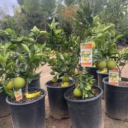5 Gallon Size- Fruiting Age- Citrus Trees 