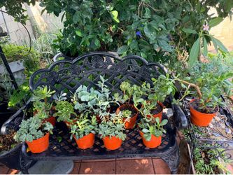 10 succulents plants/ todas estas plantas