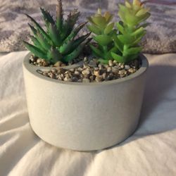 Faux Succulents 