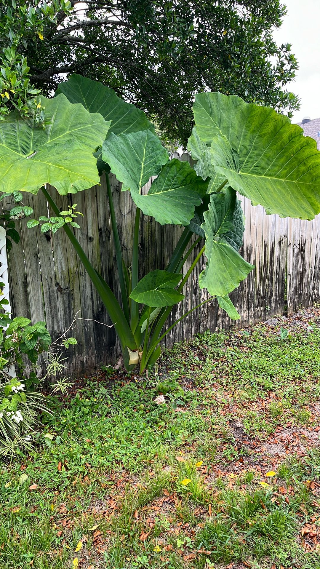 Giant Elephant Ears