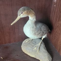 Taxidermy Vintage Bird