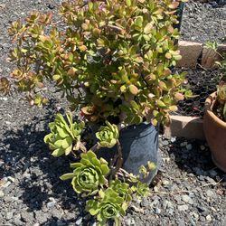 Succulent 