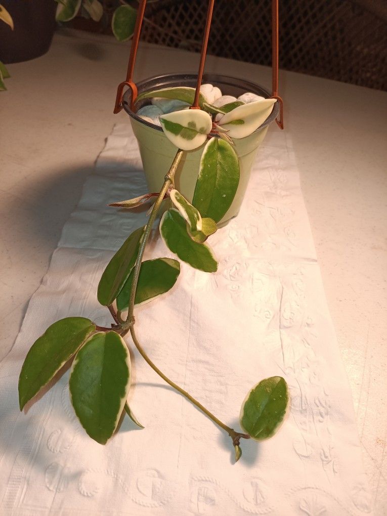 11" Krimson Queen Hoya Plant $15 -Ship Bareroot $4 Or Deltona, Fl Pickup