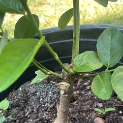 Árbol De LimónVerde    , Grafted Key Lime Tree