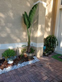 Plant 