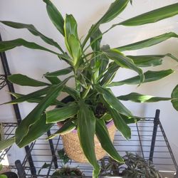 Dracaena  Plants 10" Basket 