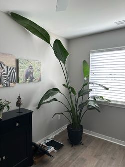 Very tall Bird Of Paradise plant!
