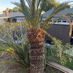 Large Mature Sago Palm (Cycas Revoluta) – Landscape Ready