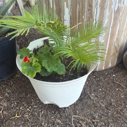 Sago Palm / Geraniums 