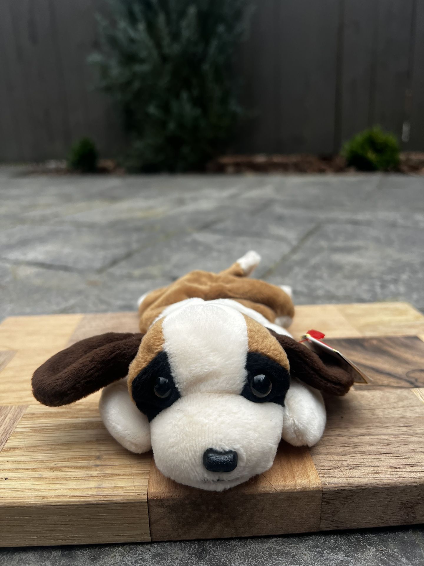 Bernie Beanie Baby With Error Tag