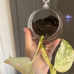 Housplants