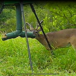 - .Deer Gravity Feeder 
