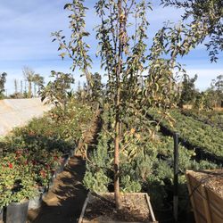 Apple Tree