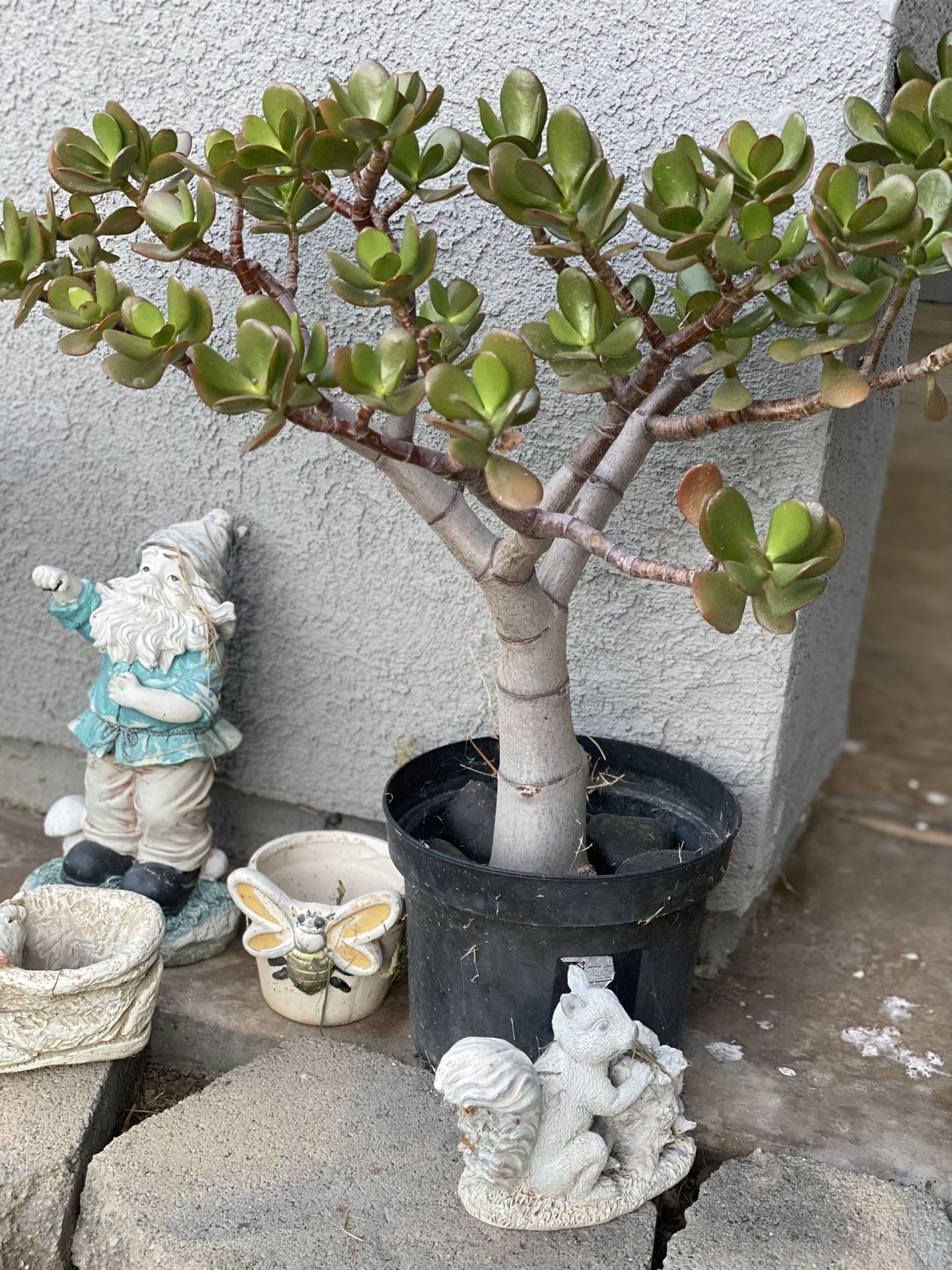JADE PLANT