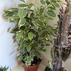 ♥️VARIEGATED Weeping Fig Low maintenance & stress-reducing, perfect for busy plant lover♥️